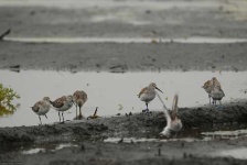 image of red_backed_sandpiper