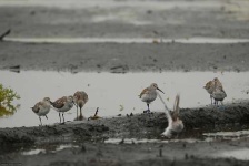 image of red_backed_sandpiper #33