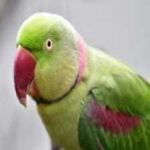 image of alexandrine_parakeet #20