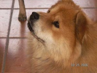 image of chow