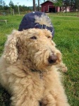 image of standard_poodle