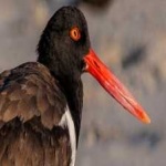 image of bird