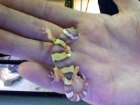 image of banded_gecko