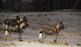 image of african_hunting_dog