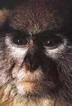image of patas