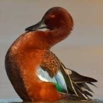 image of bird