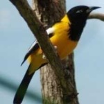 image of bird