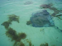 image of stingray