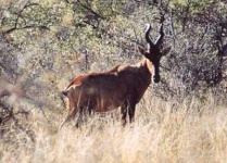 image of hartebeest