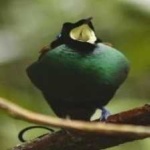 image of bird