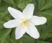 image of flower