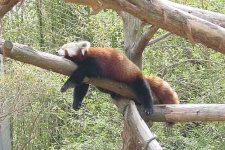 image of lesser_panda