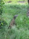 image of komodo_dragon