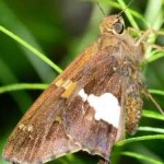 image of animal