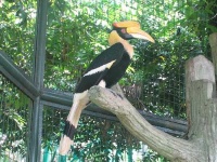 image of hornbill