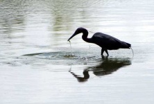 image of little_blue_heron