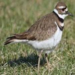image of bird