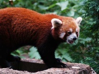 image of lesser_panda #34