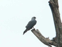 image of kite
