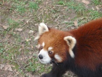 image of animal