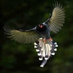image of bird