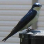 image of bird