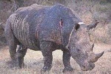image of rhino
