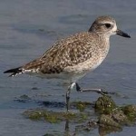 image of bird