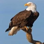 image of bird