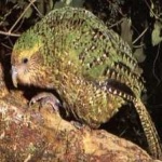 image of bird