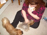 image of pekinese