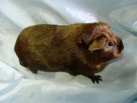 image of guinea_pig