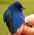 image of indigo_bunting