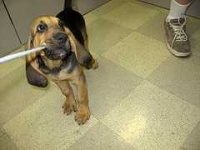 image of bloodhound