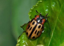 image of leaf_beetle