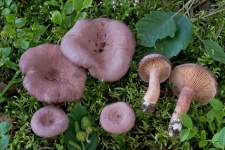 image of mushrooms