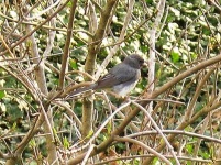 image of junco #7