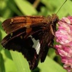 image of animal