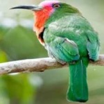 image of bird