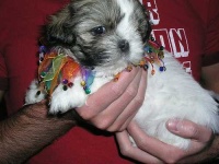 image of shih_tzu