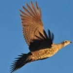 image of bird