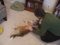 image of shetland_sheepdog