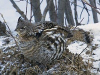 image of grouse #2