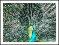 image of peacock