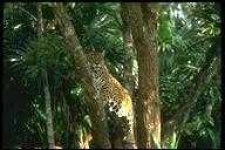 image of animal
