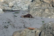 image of otter