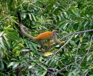 image of titi