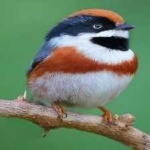 image of bird