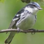 image of bird