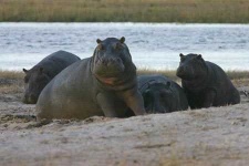 image of hippopotamus